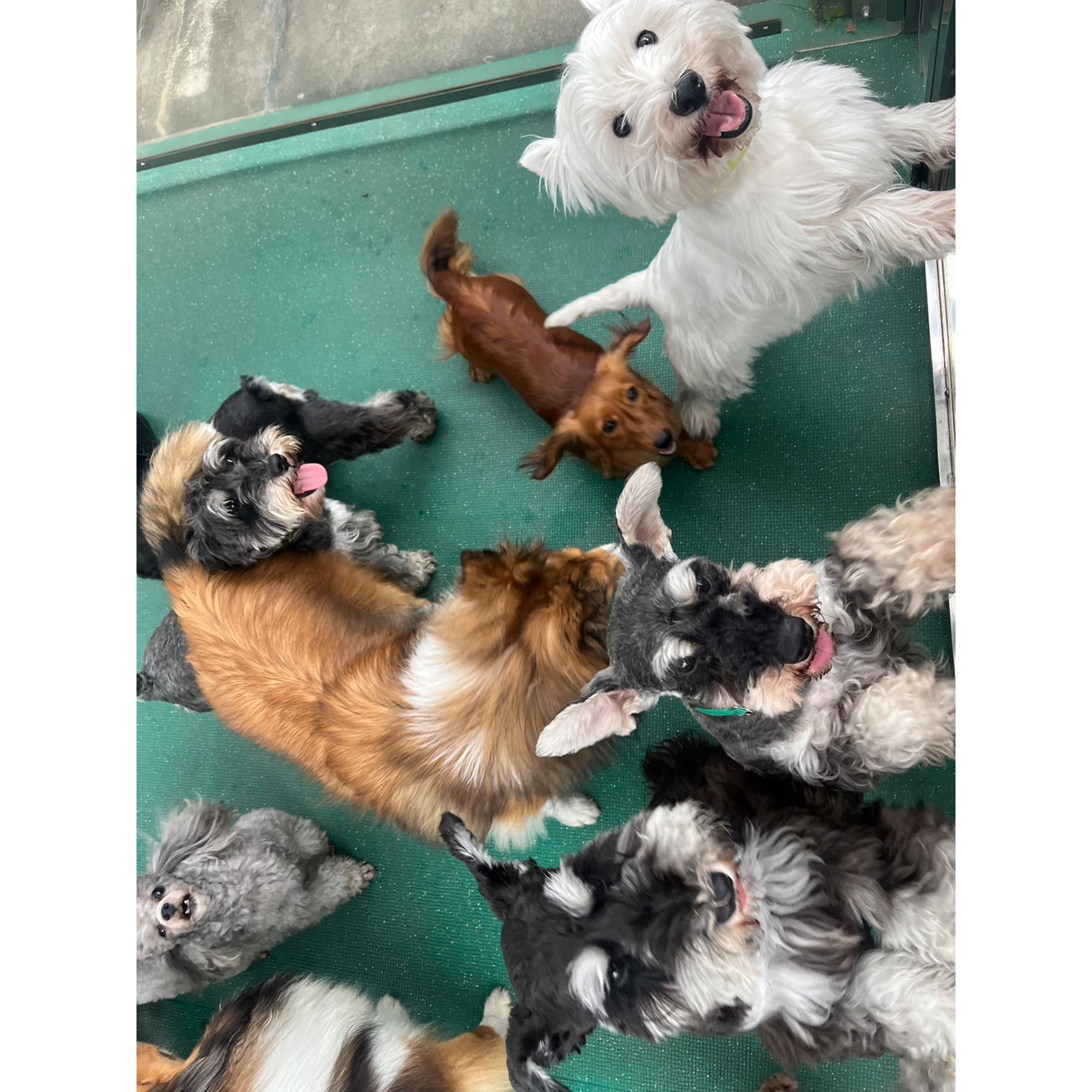 生徒が撮影したモデル犬の写真を送ってくれました☆